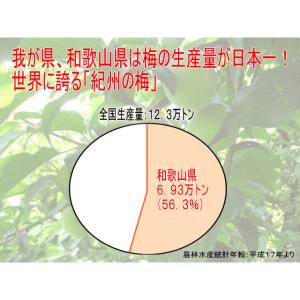 初回購入限定 完熟梅(本場紀州産) A級 3k...の詳細画像4