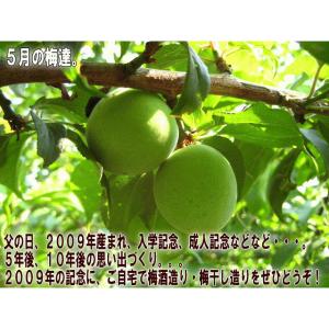初回購入限定 完熟梅(本場紀州産) A級 3k...の詳細画像5