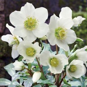 冬咲きクリスマスローズ HGCフロスティー13.5cmポット1苗（2年生苗