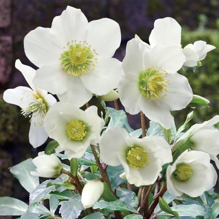 冬咲きクリスマスローズ　HGCパウロ　13.5cmポット1苗（2年生苗）