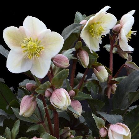 冬咲きクリスマスローズ　HGCシューティングスター　13.5cmポット1苗（2年生苗）