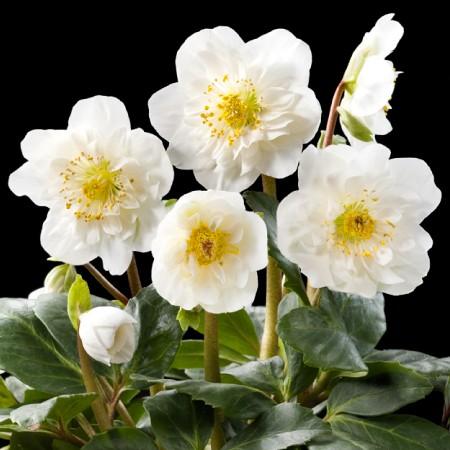 冬咲きクリスマスローズ　HGCツインスピリッツ13.5cmポット1苗（2年生苗）