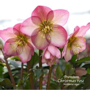 高級品種・冬咲きクリスマスローズ　Ice N'roses 氷の薔薇 ローズ　13.5cmポット1苗（2年生苗）