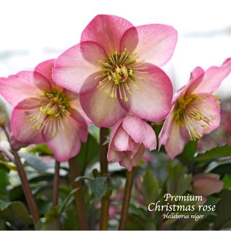 高級品種・冬咲きクリスマスローズ　Ice N'roses 氷の薔薇 ローズ　13.5cmポット1苗（...