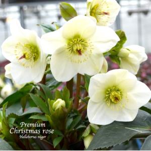 高級品種・冬咲きクリスマスローズ　Ice N'roses 氷の薔薇ホワイト　13.5cmポット1苗（2年生苗）