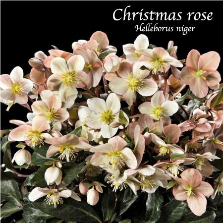 冬咲きクリスマスローズ　マエストロ13.5cmポット1苗（2年生苗）