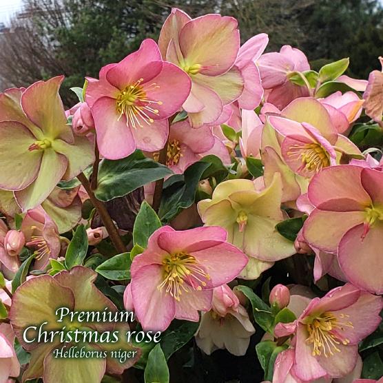 高級品種・冬咲きクリスマスローズ　Ice N'roses 氷の薔薇アーリーローズ　13.5cmポット...