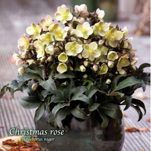 冬咲きクリスマスローズ HGCフロスティー13.5cmポット1苗（2年生苗