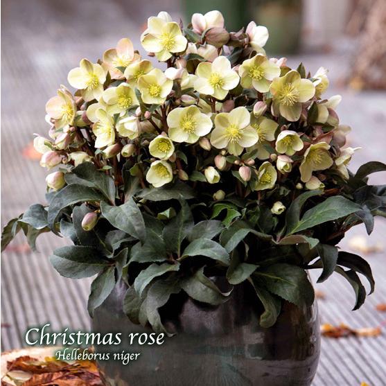 冬咲きクリスマスローズ　HGCマーロン13.5cmポット1苗（2年生苗）