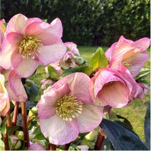 冬咲きクリスマスローズ HGCフロスティー13.5cmポット1苗（2年生苗