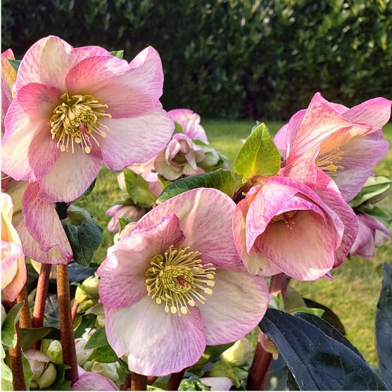 高級品種・冬咲きクリスマスローズ　Ice N'roses 氷の薔薇イタリアーノ・ロゼッタ13.5cm...