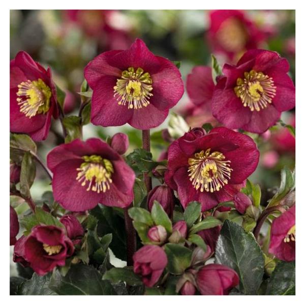 高級品種・冬咲きクリスマスローズ　Ice N'roses 氷の薔薇イタリアーノ・ベノッタ13.5cm...