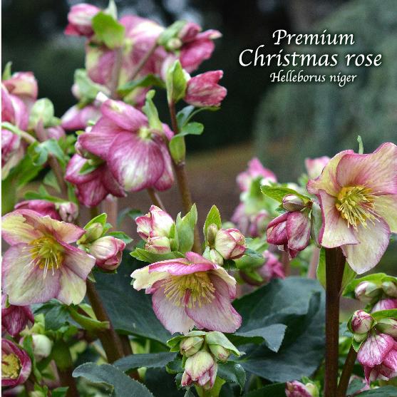 高級品種・冬咲きクリスマスローズ　Ice N'roses 氷の薔薇イタリアーノ・カルロッタ13.5c...