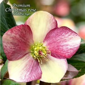 クリスマスローズ♡ 冬咲きクリスマスローズ HGCフロスティー13.5cmポット1苗（2年生苗