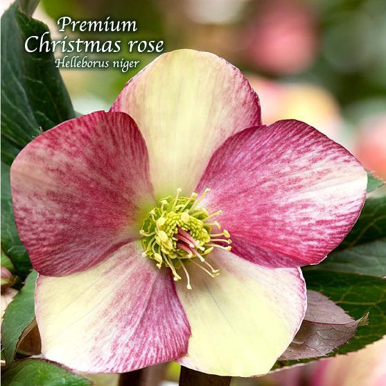 高級品種・冬咲きクリスマスローズ　Ice N'roses 氷の薔薇ダークピコティー13.5cmポット...