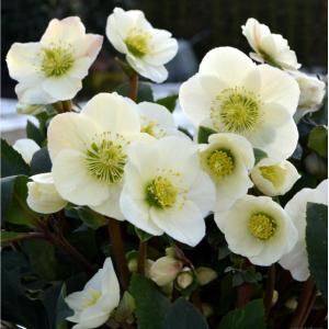 ジャスミン大苗3.5号/八重咲きマツリカ（ジェイド） お得な2苗 : 花