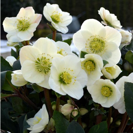 冬咲きクリスマスローズ　HGCフロスティー13.5cmポット1苗（2年生苗）