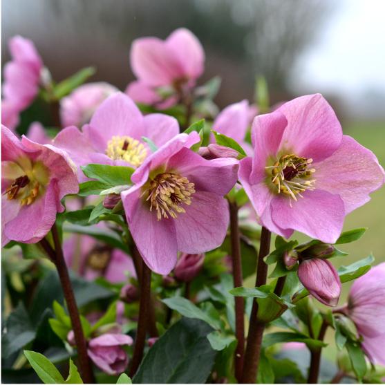 高級品種・冬咲きクリスマスローズ　ラベンダーピンク13.5cmポット1苗（2年生苗）