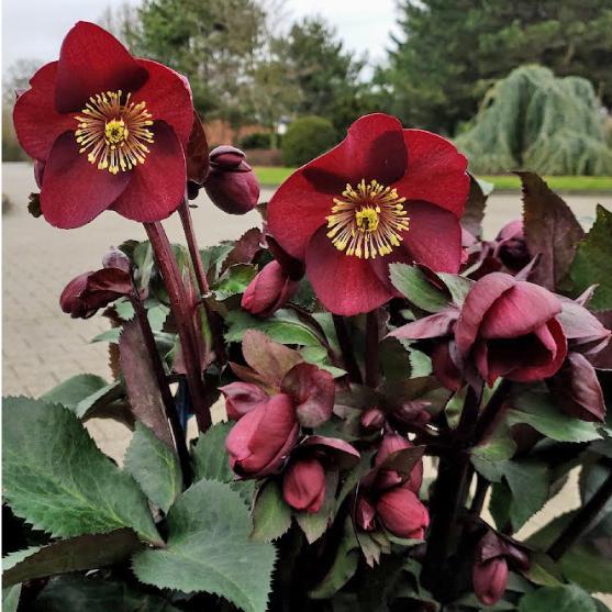 高級品種・冬咲きクリスマスローズ　Ice N'roses 氷の薔薇メルロー13.5cmポット1苗（2...