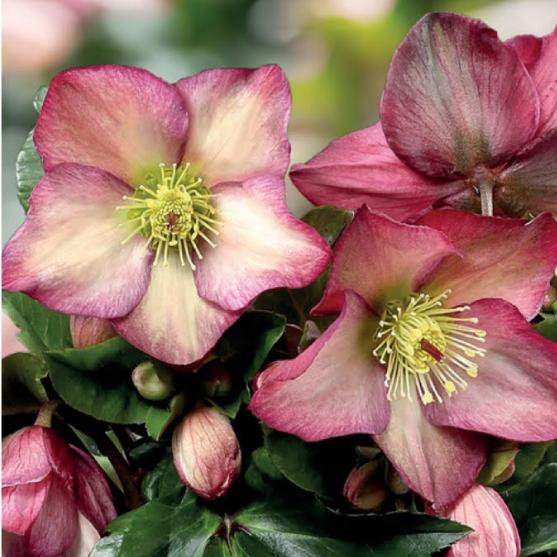高級品種・冬咲きクリスマスローズ　Ice N'roses 氷の薔薇ロザリー13.5cmポット1苗（2...