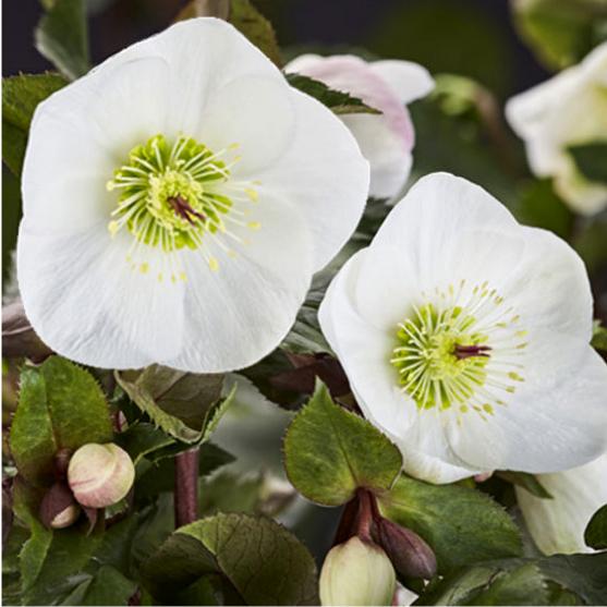 高級品種・冬咲きクリスマスローズ　Ice N'roses 氷の薔薇ビアンコ13.5cmポット1苗（2...