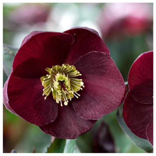 高級品種・冬咲きクリスマスローズ　Ice N'roses 氷の薔薇HGCバローロ　13.5cmポット...
