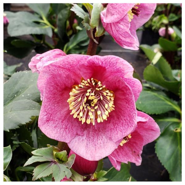 高級品種・冬咲きクリスマスローズ　雪の妖精HGCルル　13.5cmポット1苗（2年生苗）