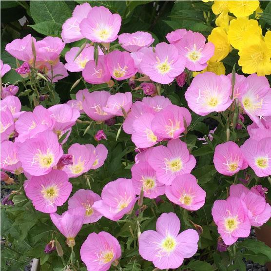 桃花 昼咲き月見草 9cmポット 2苗