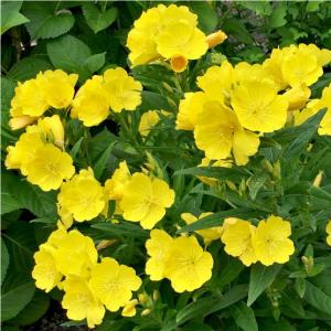 黄花 昼咲き月見草 大苗 10.5cmポット 1苗