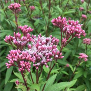 フジバカマ大苗 10.5cmポット1苗