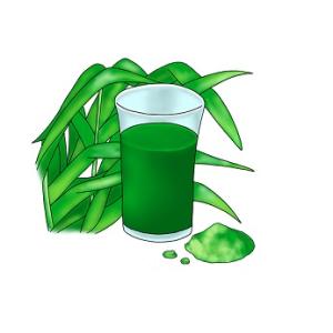 PROGREEN プログリーン 青汁（大麦若葉エキス末）60本 箱無し