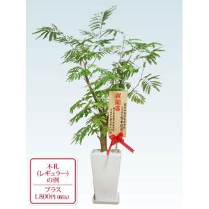 観葉植物 エバーフレッシュ 陶器鉢植込み スクエアタイプ白色 スタイリッシュ Www Clubdeportivojosevalenciano Com