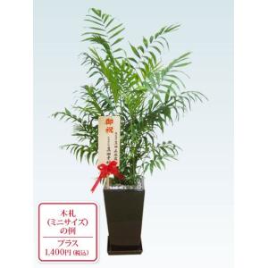 観葉植物 テーブルヤシ 陶器鉢植込み スクエアタイプ黒色 スタイリッシュ Pymr Go Th
