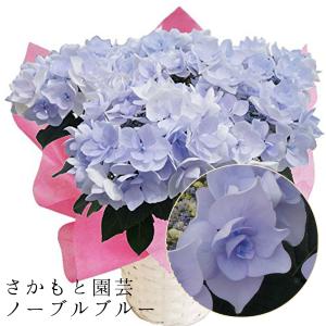 ノーブルブルー 母の日 達人のあじさい さかもと園芸 ポージ...