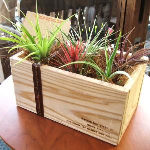 エアープランツおまかせ5種ギフトウッドボックスセット　エアプランツ チランジア 観葉植物 ミニ プレゼント 誕生日