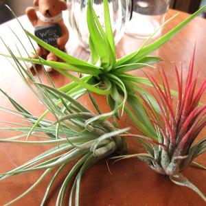 薫る花 エアープランツ Yahoo ショッピング