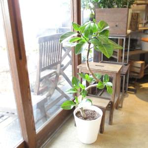現品販売 観葉植物 フィカス ルビー 8号 H130cm ゴムの木 斑入り 現品販売 観葉植物 フィカス ルビー 8号 H130cm ゴムの木 斑入り