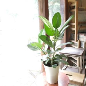 モンステラ デリシオーサ 7号鉢サイズ 鉢植え 観葉植物 ミニ