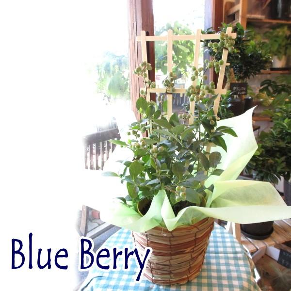 実付き ブルーベリー 2品種植え パティスリーベリー 5号鉢サイズ 鉢植え 薫る花 庭木 シンボルツ...