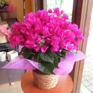 ブーゲンビレア(レッド系)5号鉢サイズ 鉢植え ...の商品画像