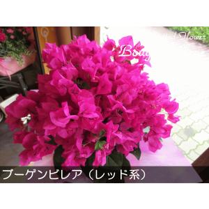ブーゲンビレア(レッド系)5号鉢サイズ 鉢植え...の詳細画像1