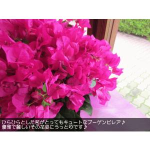 ブーゲンビレア(レッド系)5号鉢サイズ 鉢植え...の詳細画像3