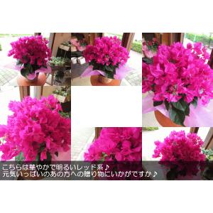 ブーゲンビレア(レッド系)5号鉢サイズ 鉢植え...の詳細画像4