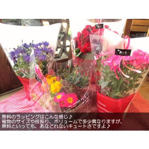 ブーゲンビレア(レッド系)5号鉢サイズ 鉢植え...の詳細画像5