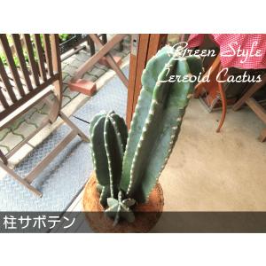 柱サボテン 8号鉢サイズ 鉢植え 観葉植物 ミ...の詳細画像1