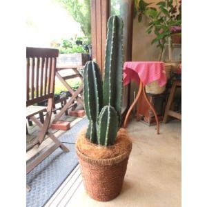 柱サボテン 8号鉢サイズ 鉢植え 観葉植物 ミ...の詳細画像2