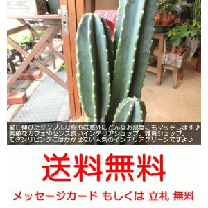 柱サボテン 8号鉢サイズ 鉢植え 観葉植物 ミ...の詳細画像3