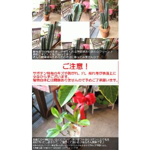 柱サボテン 8号鉢サイズ 鉢植え 観葉植物 ミ...の詳細画像4