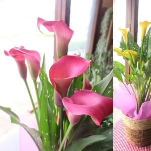 カラー 花 値段の商品一覧 通販 Yahoo ショッピング