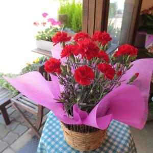 カーネーション（赤色）5号鉢サイズ 鉢植え 花 フラワー 鉢花 プレゼント ギフト 贈り物 母の日ギフト 母の日特集 2024年